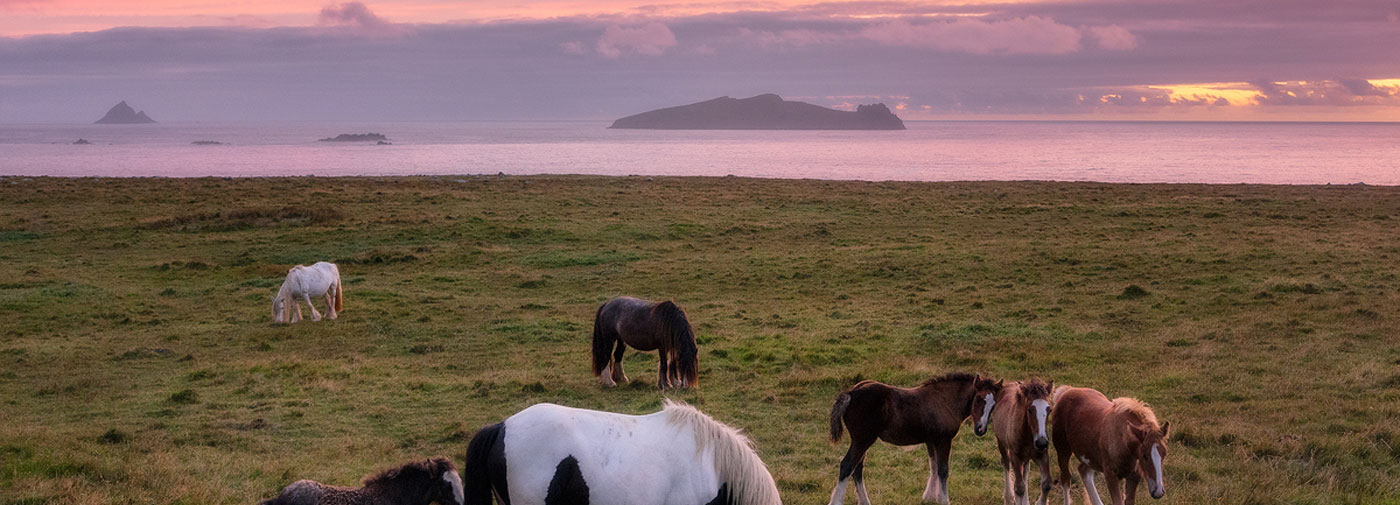 Horses on Slea Head: Dingle Peninsula