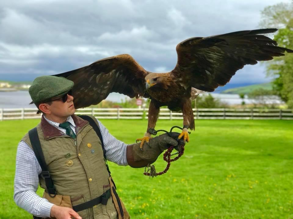 Dingle Falconry