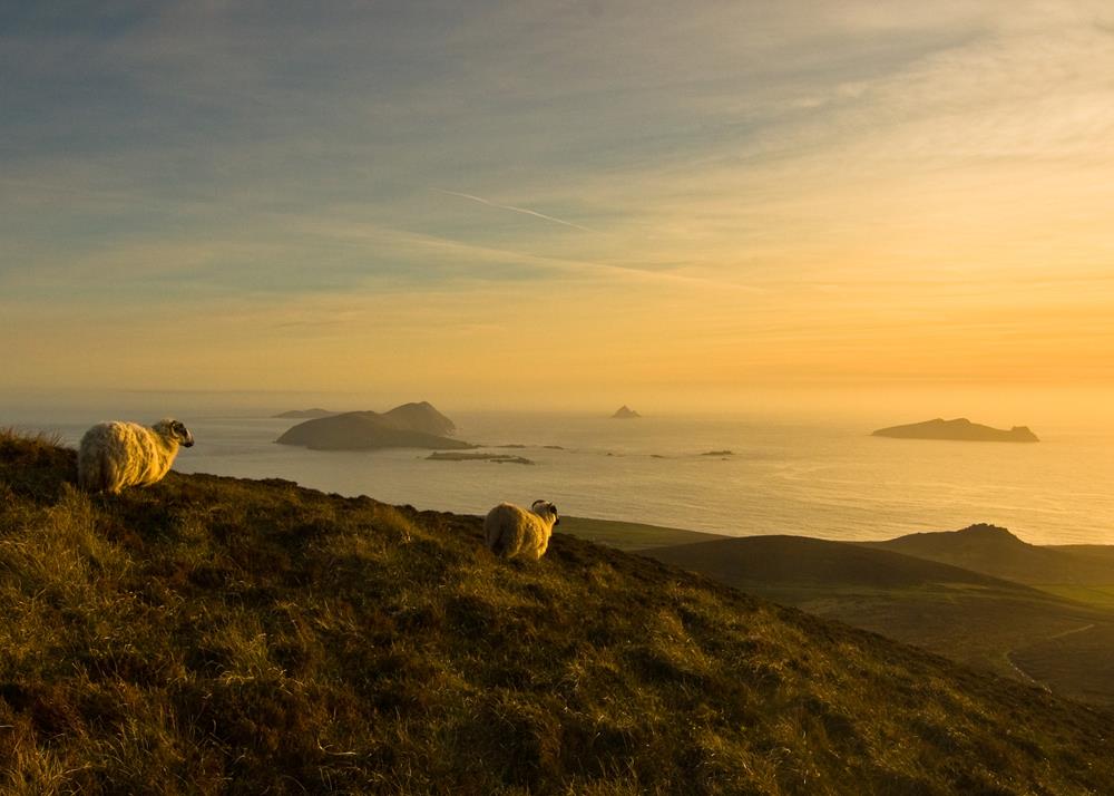 Sheep with a view of the Blasket Islands